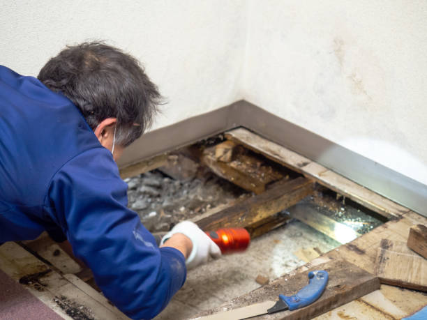 Best Bathroom Mold Remediation in East Lake Orient Park, FL